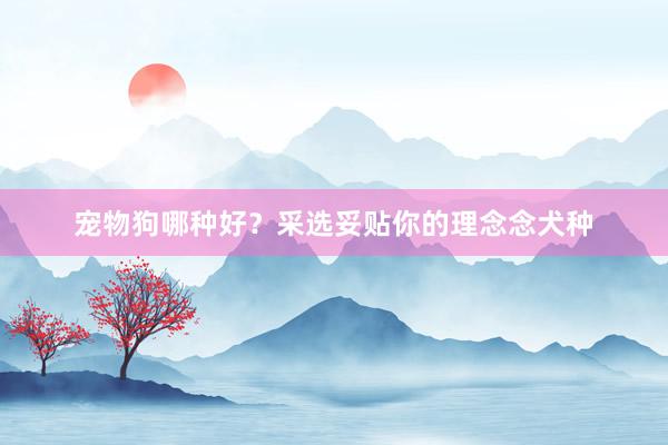 宠物狗哪种好？采选妥贴你的理念念犬种